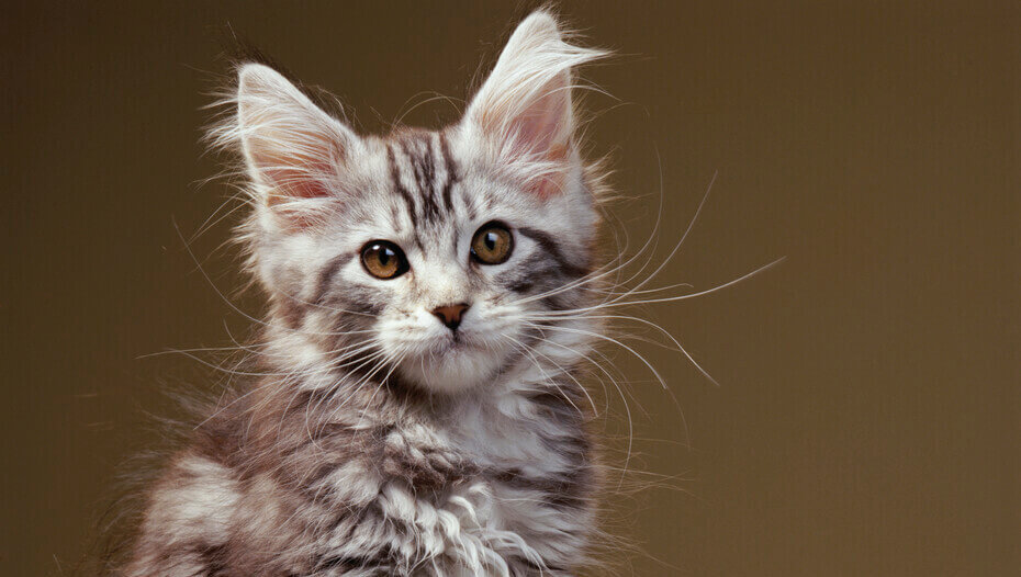 10 of the Most Famous Cats Throughout History Purina